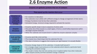 AQA ASA LEVEL BIOLOGY  ENZYMES INHIBITORS DIGESTIVE ENZYMES [upl. by Katey]