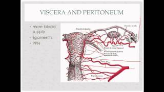 anatomy review  for OB GYN rotation [upl. by Cowley254]