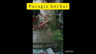 Paragis herbal part [upl. by Eixela]