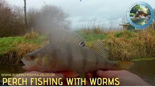 Perch Fishing with Worms [upl. by Omland]