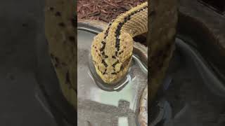 Neotropical rattlesnake enjoying a fresh drink Such a beautiful South American crotalid [upl. by Eivad]