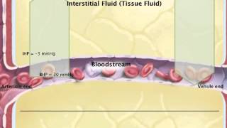 Chapter 20 Capillary Exchange Filtration and Reabsorption [upl. by Delp]