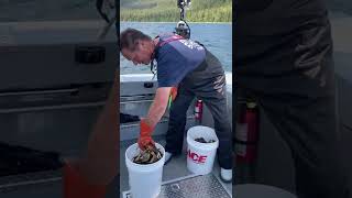 Ketchikan Dungeness Crab Vid 2 [upl. by Dorison197]