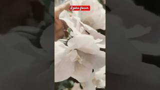 White Azalea 🤍🤍🤍 azalea garden flowers 😍😍😍shorts youtube [upl. by Asilana]