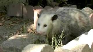 What Do Opossums Eat [upl. by Paradies]