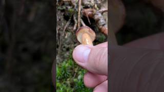 Maronenröhrling 🍴 Imleria Badia pilze boletus funghi fungi mushroom wald natur outdoor [upl. by Reuben702]