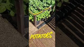 Sunflower and Potato Growth Update 6 weeks later [upl. by Isayg]