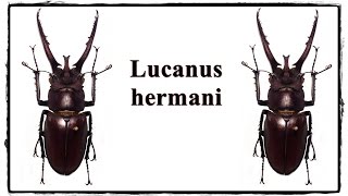 Lucanus hermani  Präparation  Mounting [upl. by Searle]