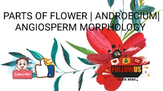 ANDROECIUMPARTS OF FLOWERANGIOSPERM MORPHOLOGY partsofflowerbotanybotanylectures [upl. by Lionel]