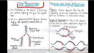 DNA replication replicon and origin of replication [upl. by Nocaed]