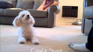 Miniature Poodle Tricks 2 [upl. by Anitnuahs]