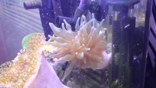 How to feed your anemone in a nano reef [upl. by Scheld408]