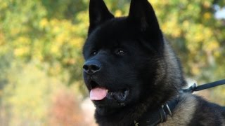 Akita Training Basics [upl. by Yren946]