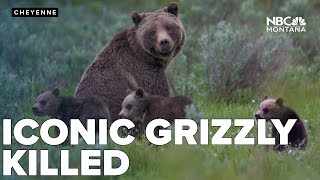 Iconic Grizzly Bear 399 killed by vehicle in Wyoming [upl. by Lusar]