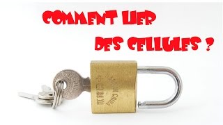 LIER DES CELLULES  EXCEL  FACILE  6 [upl. by Wiltz349]