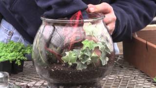 How to Plant a Glass Jar Terrarium [upl. by Enirok]