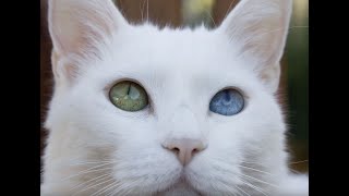 Amazing Super Loud Cat How do you know your cat is deaf Video 1 [upl. by Sialac39]