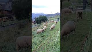 The sheep are grazing on the grass in VillarssurOllon Switzerland sheep villarssurollon [upl. by Asirem]