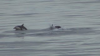 CalMac ferry Uig Skye → Lochmaddy North Uist incl dolphins July 2018 [upl. by Benildis145]