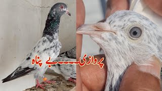 Teddy Kabootar Sialkoti Kamagar Home Breeder kabootar  Muhammad Riaz Pigeons [upl. by Uball144]