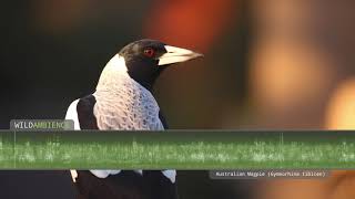 Australian Magpie Song amp Call  The sounds of Australian magpies singing in the Aussie bush [upl. by Hescock]