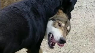 狼犬vsロットワイラー どちらが強い？？ Tug of war Wolfdogs vs Rottweiler [upl. by Oruam]