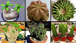 20 ESPÉCIES DE EUPHORBIAS PARA IDENTIFICAÇÃO  plantas suculentas raras  Euphorbias [upl. by Aneele651]