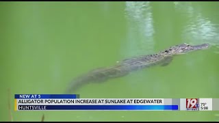 Increase in Alligator Sightings in Lake at Huntsville Apartment Complex  April 23 2024  News 19 a [upl. by Ecneps321]