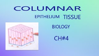 Columnar epithelium tissue Drawing [upl. by Cyrano]