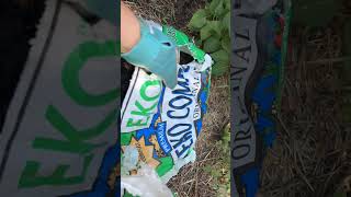 Planting Hyssop in Colorado gardening [upl. by Lorant]