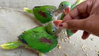 Alexandrine Raw Parrots baby Hand Feeding  Talking Green Parrot baby feeding [upl. by Aeet]