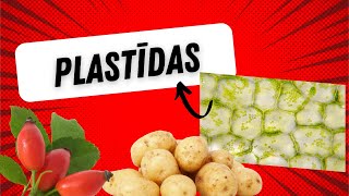 Plastīdas hromoplasti hloroplasti leikoplasti  Plastids [upl. by Ziul]