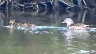 Mandarin Duck with young  Mandarijneend met jongen Aix galericulata [upl. by Ettenirt]