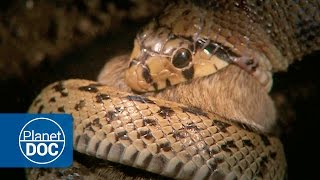 Constrictor Snake Documentary [upl. by Yeleek347]