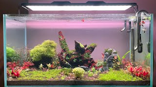 High Tech Planted Aquarium  Week one  904545 Cms  Azur Beam 3 Pro  Azur aquarium light  90P [upl. by Noryd254]