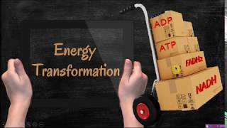 NADH FADH2 and ATP formation oxidative phosphorylation الفسفرة التأكسدية في التنفس [upl. by Aicileb520]