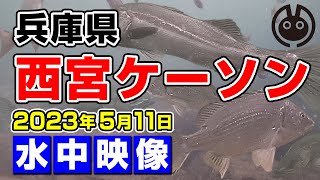 【西宮ケーソン】チヌ・シーバスの魚影が濃い場所、黒よりキビレ割合が多い？【2023年5月11日の水中映像】 [upl. by Leraj]