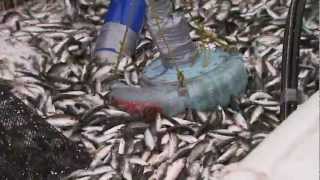 Sitka Herring Fishery [upl. by Mortimer]