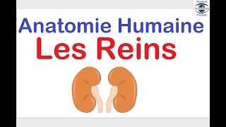 Anatomie des Reins Histologie du glomerule renale des cours sur le corps humain [upl. by Gruber]