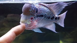 The Safest Way to Care for Your Flowerhorn [upl. by Nedry]