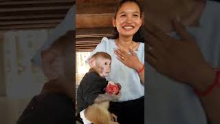 monkey video  monkey  bandar  monkey voice  funny manki comedy video  monkey [upl. by Darach]