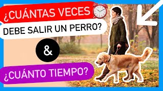 ¿CUÁL es el MOMENTO PERFECTO ✅ para SACAR a tu PERRO  NO TE ESPERABAS ALGO ASÍ 🤯 [upl. by Adnahs]