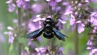 Пчелаплотник Пчела из Красной книги  Xylocopa valga [upl. by Simmons]