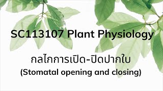 SC113107 Plant Physiology  กลไกการเปิดปิดปากใบ  Stomatal opening and closing [upl. by Haim339]