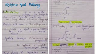 Shikimic acid pathway pharmacognosy  BPharmacy unit 15 sem  Synthesis of amino acid [upl. by Asilet]