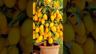 How to propagate banana with mangoes trees using Pills to stimulate roots mango banana mangotree [upl. by Airdnahc]