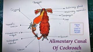 How To Draw A Alimentary Canal Of Cockroach In Easy Steps  Class 11 Biology  Cockroach Diagram [upl. by Kacie]