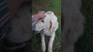 Great Pyrenees Samson demands pets ⛈️ Puppers [upl. by Suriaj]