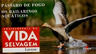 Vida Selvagem 35  Pássaro de Fogo [upl. by Nancey]