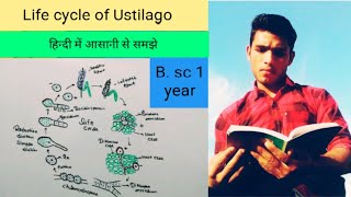 Life cycle of Ustilago fungi [upl. by Leonora]